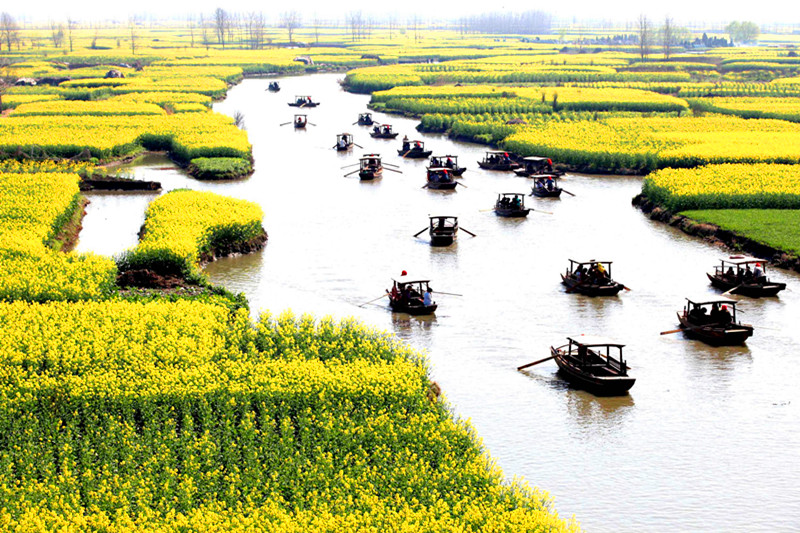 興化菜花節